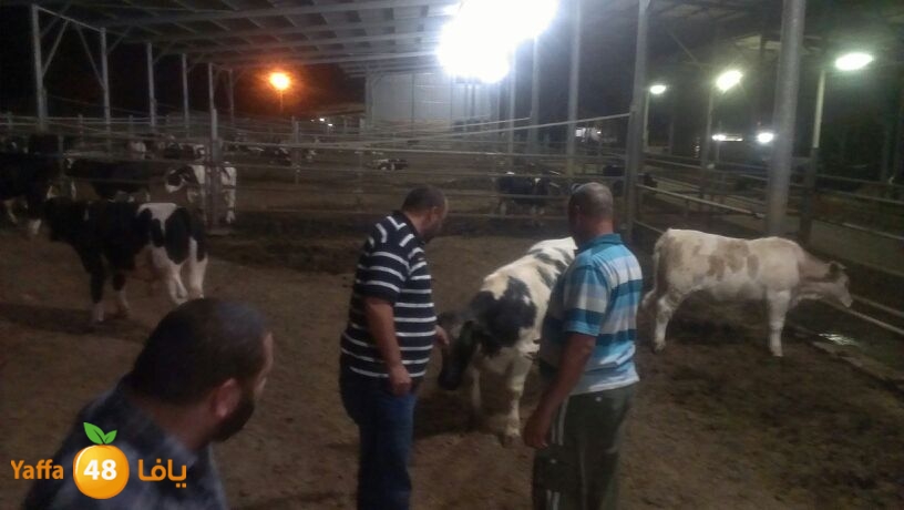 ada7y ready 110 (1).jpg